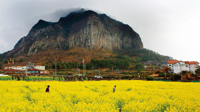 Jeju-Island-Spring