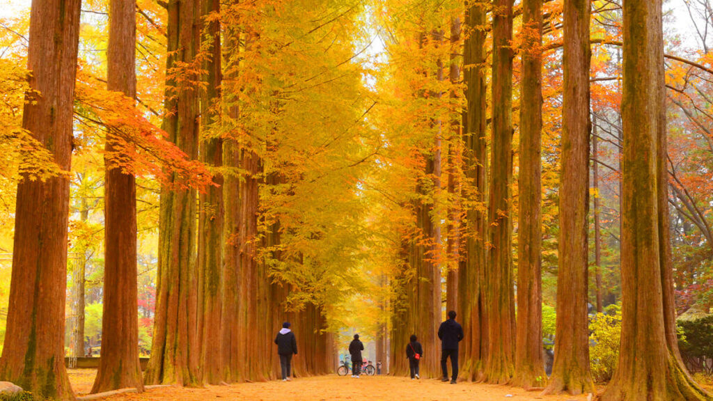 Nami island Autumn