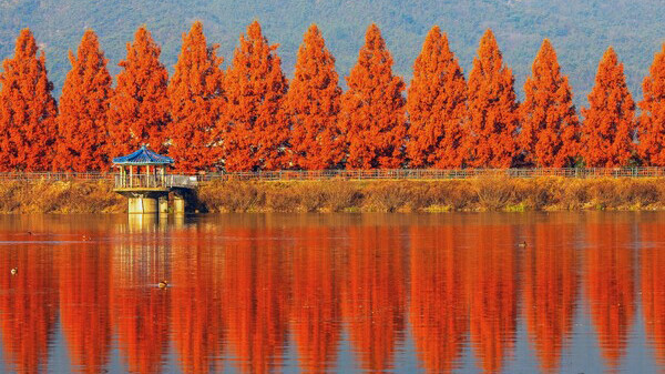 Damyang Autumn