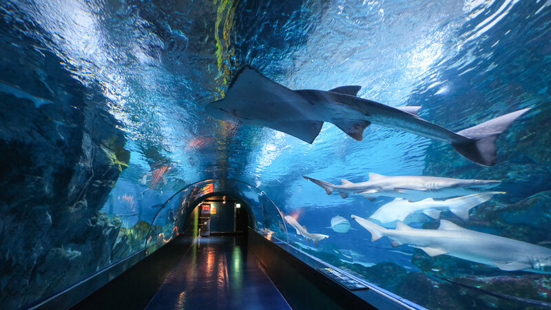 Coex Aquarium